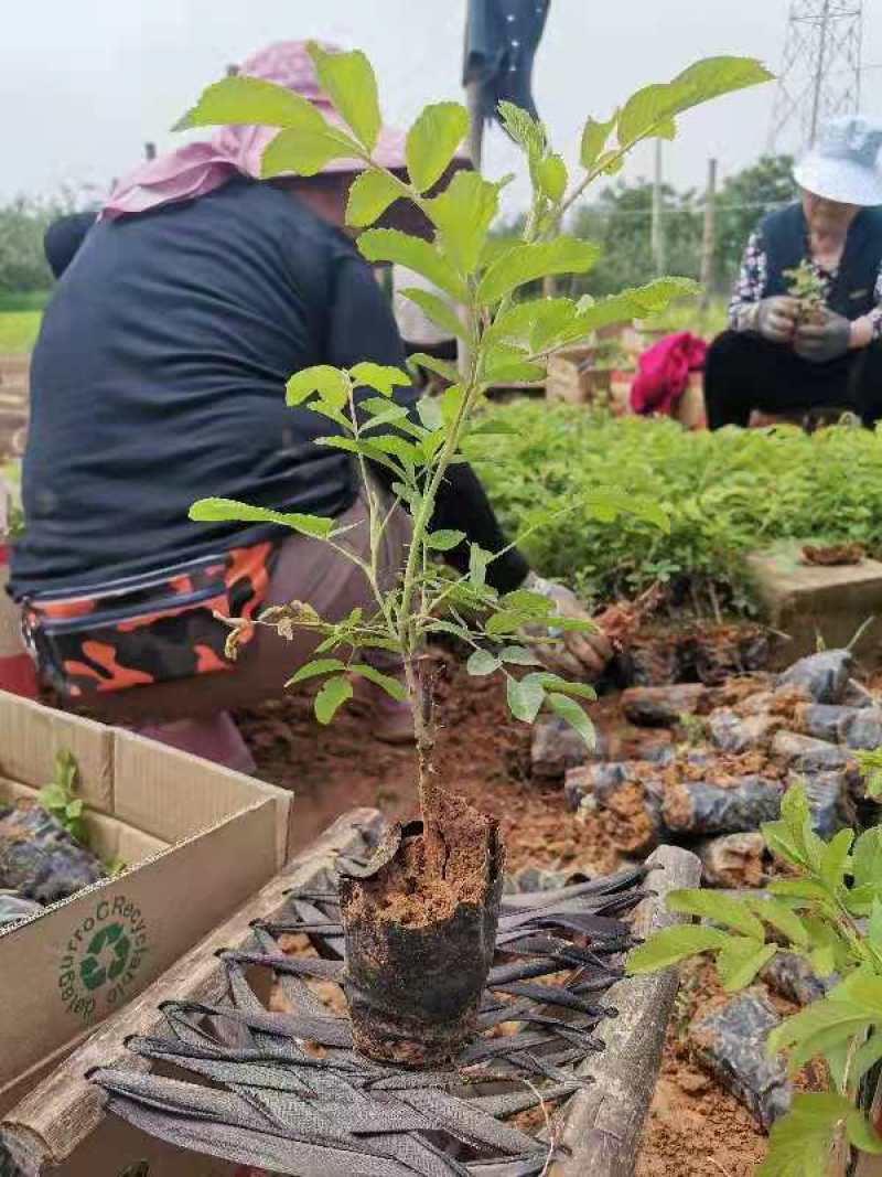 四季玫瑰苗营养杯玫瑰苗绿化玫瑰苗基地直供