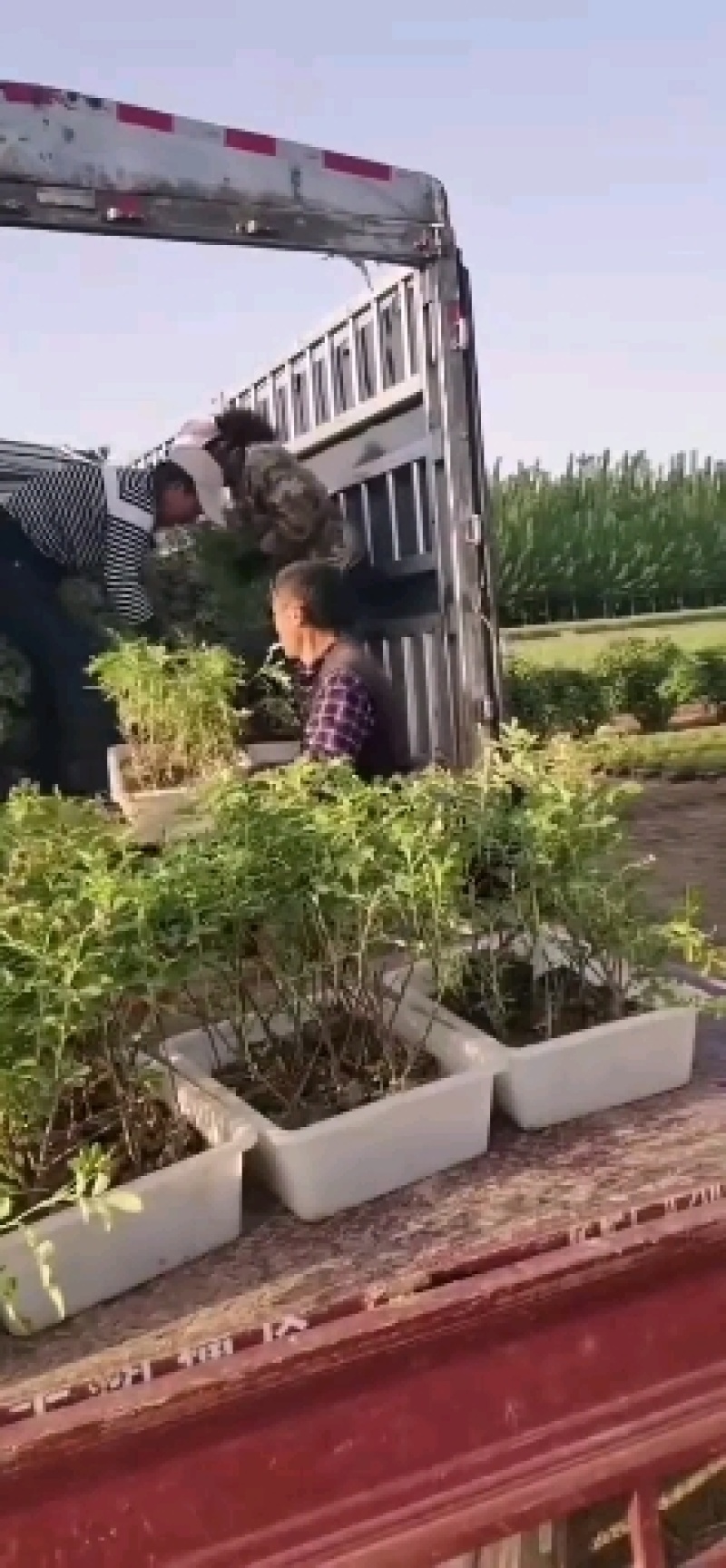四季玫瑰苗营养杯玫瑰苗绿化玫瑰苗基地直供