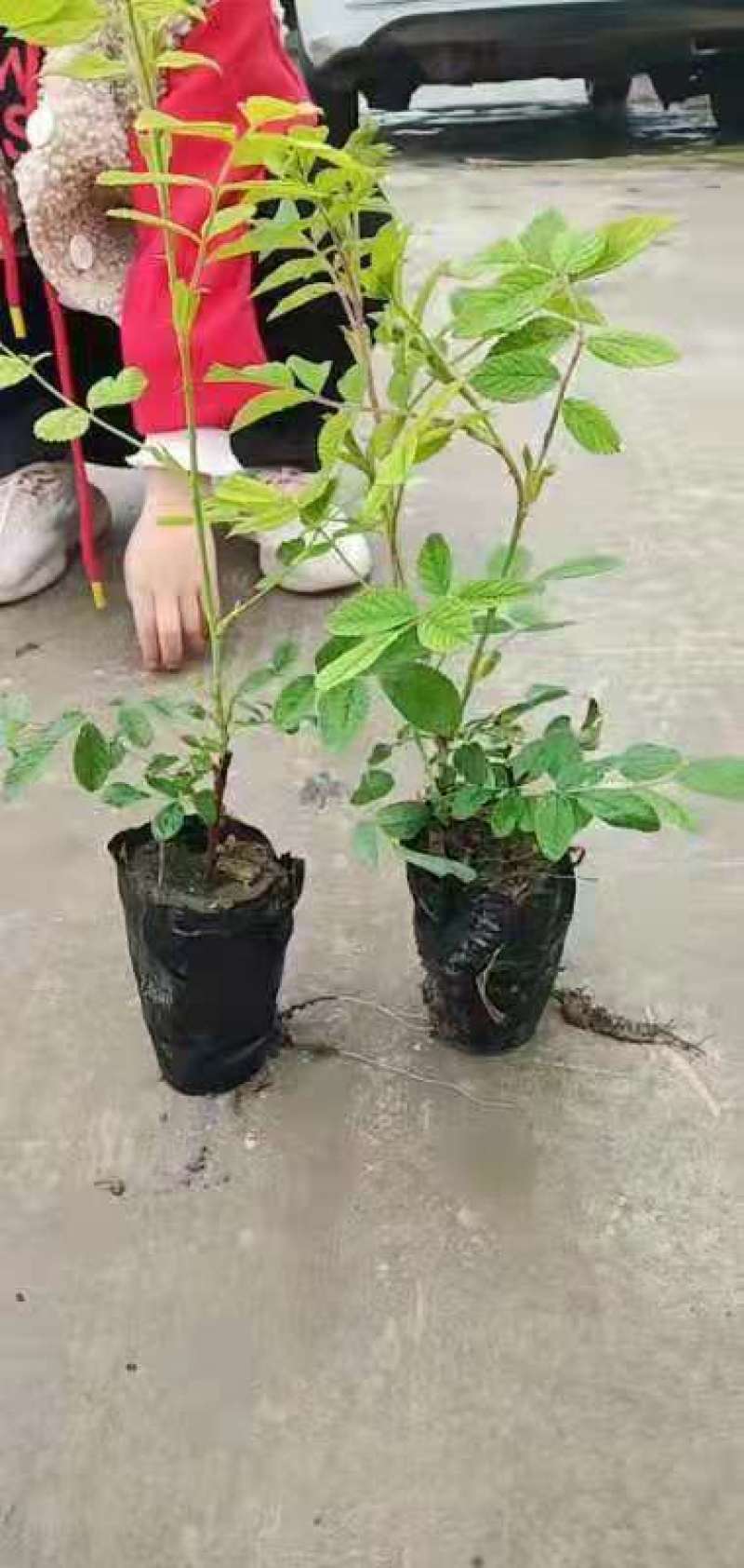 四季玫瑰苗营养杯玫瑰苗绿化玫瑰苗基地直供