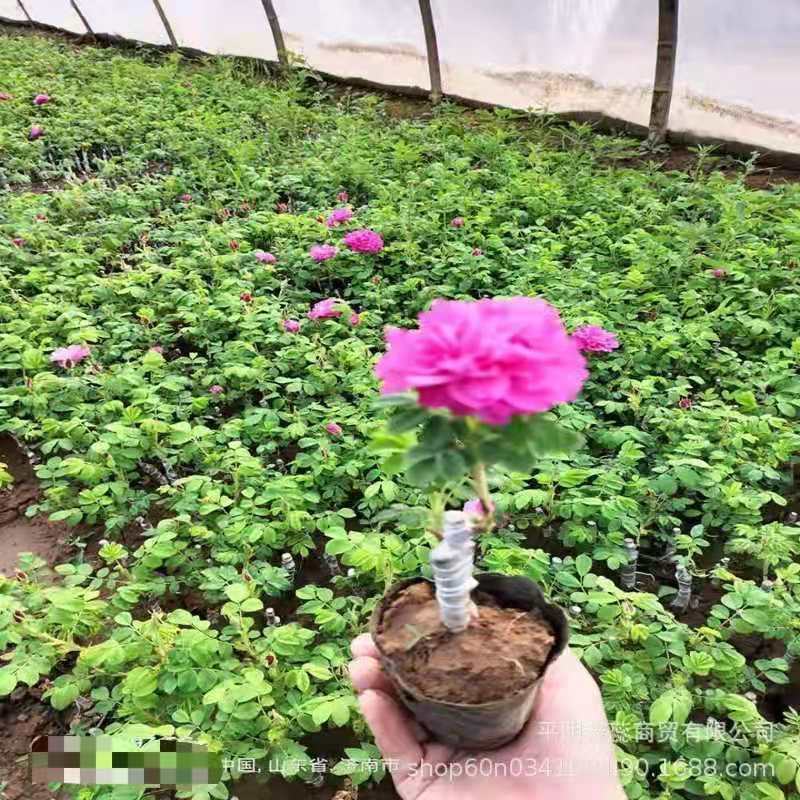 四季玫瑰苗营养杯玫瑰苗绿化玫瑰苗基地直供