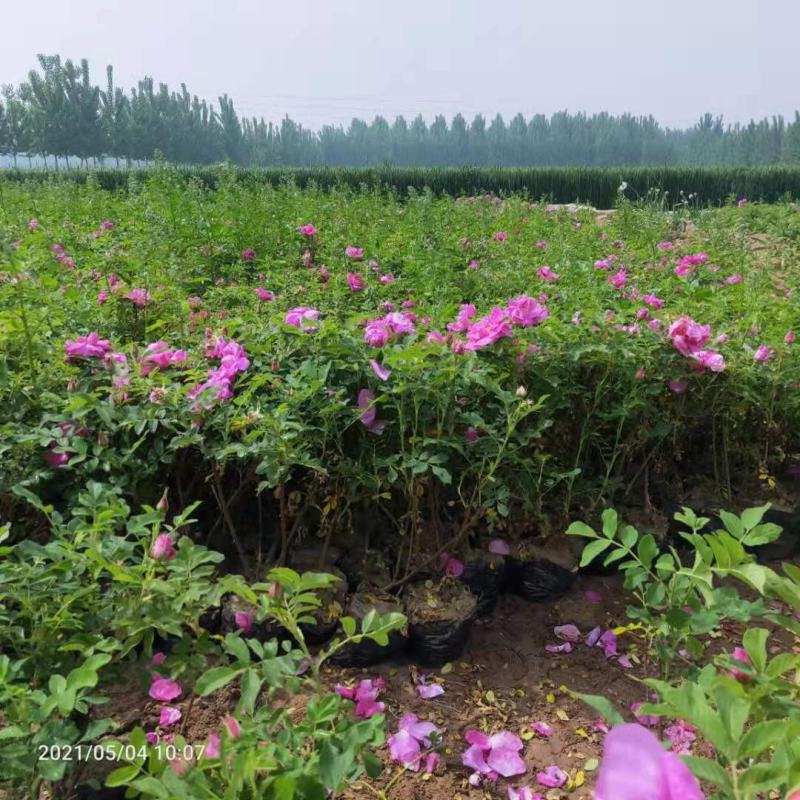 四季玫瑰苗营养杯玫瑰苗绿化玫瑰苗基地直供