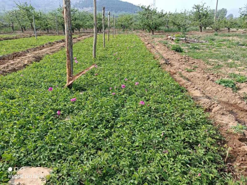 四季玫瑰苗营养杯玫瑰苗绿化玫瑰苗基地直供