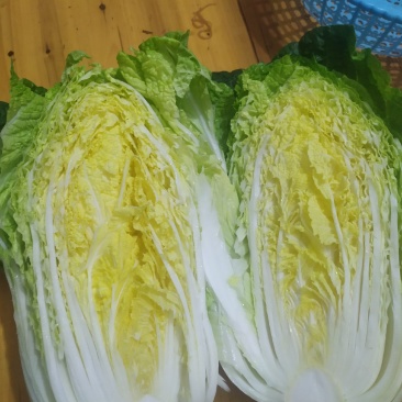 100亩春季黄心大白菜大量上市，欢迎新老客户前来预订