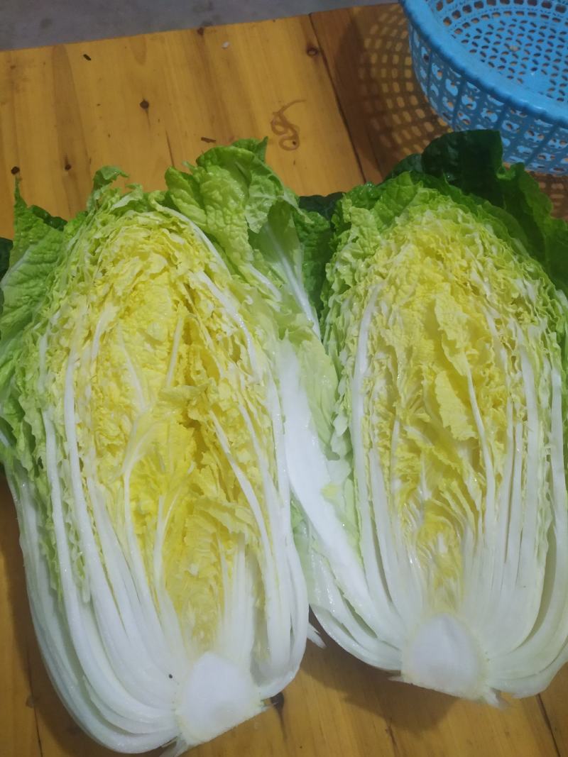 100亩春季黄心大白菜大量上市，欢迎新老客户前来预订