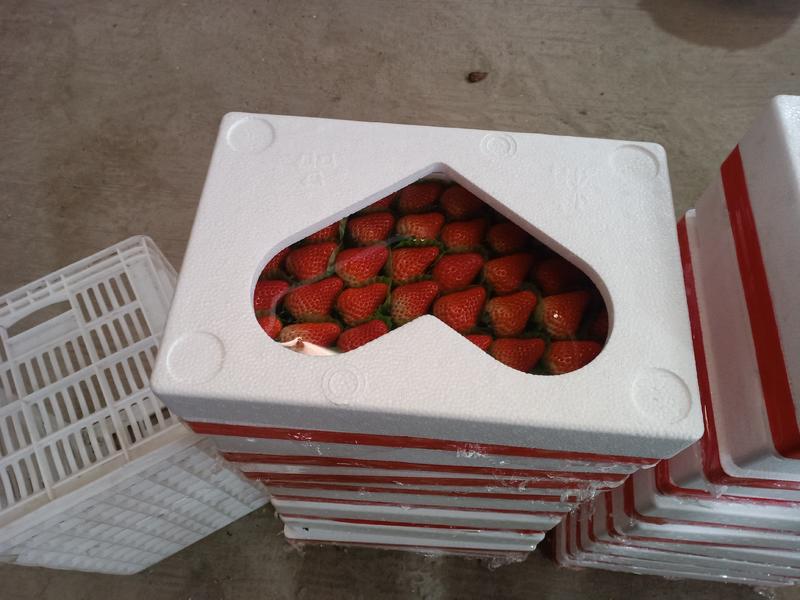 安徽省长丰县红颜草莓种植基地，精品礼盒装，一件代发