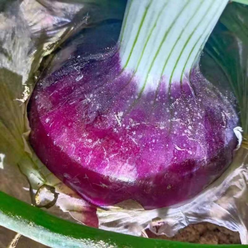 紫皮洋葱大量上市，个头50以上，货源充足，需要的联系我！