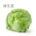 生菜苗结球生菜球生菜苗提供技术支持1