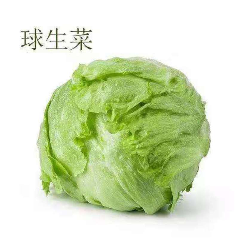 生菜苗结球生菜球生菜苗提供技术支持1