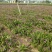 新鲜白芨产地直发品质保障超高性价比不容错过24小时在线服务
