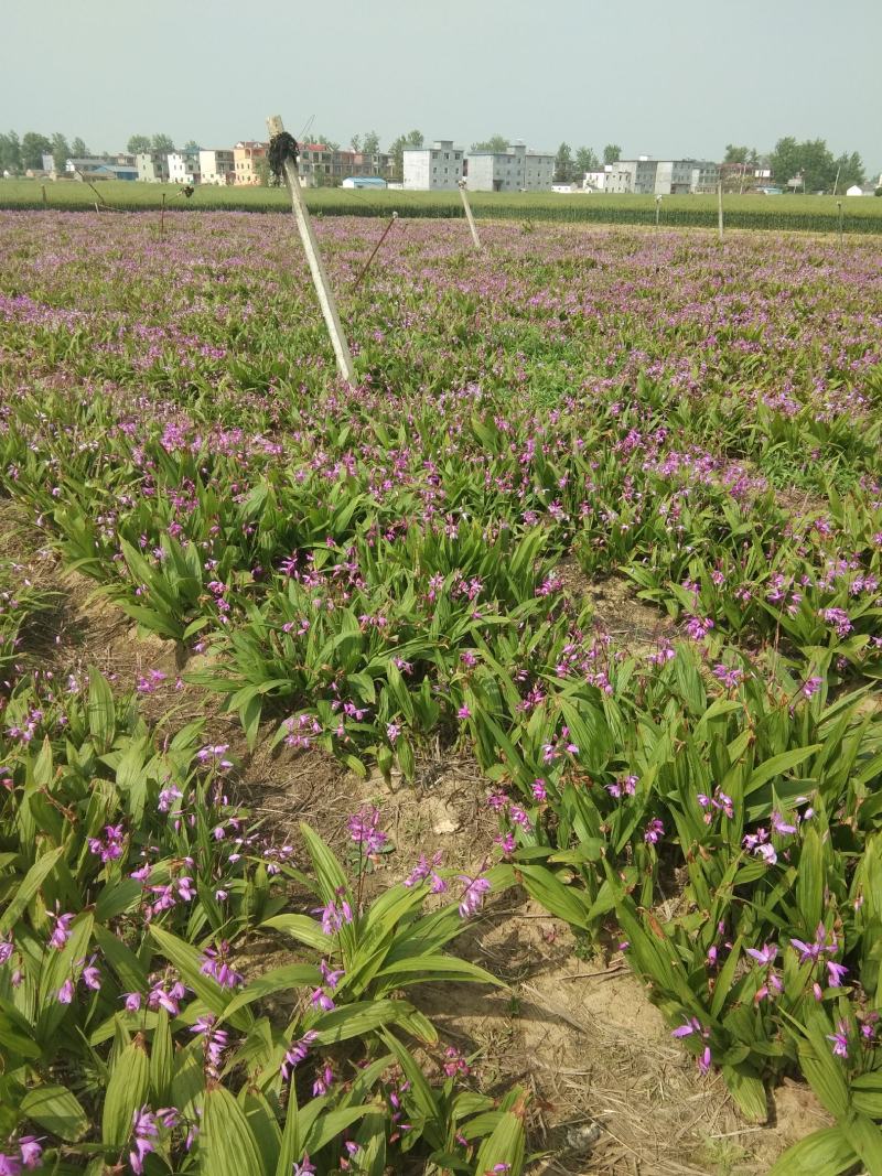新鲜白芨产地直发品质保障超高性价比不容错过24小时在线服务