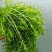 虾蟹塘四季常青短叶苦草。具有改底保底净水水质。