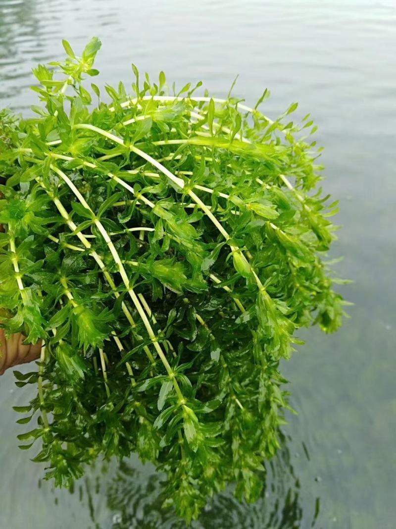 虾蟹塘四季常青短叶苦草。具有改底保底净水水质。