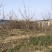 山西运城梨树，梨树基地品种规格10-15公分梨树