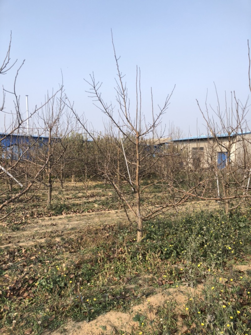 山西运城梨树，梨树基地品种规格10-15公分梨树