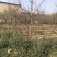 山西运城梨树，梨树基地品种规格10-15公分梨树