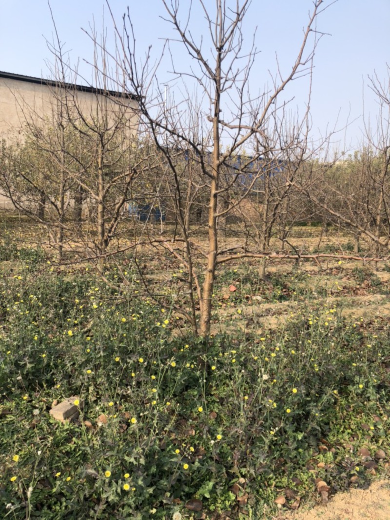 山西运城梨树，梨树基地品种规格10-15公分梨树