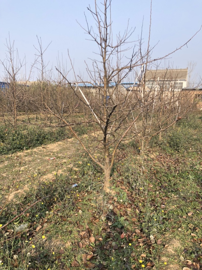 山西运城梨树，梨树基地品种规格10-15公分梨树