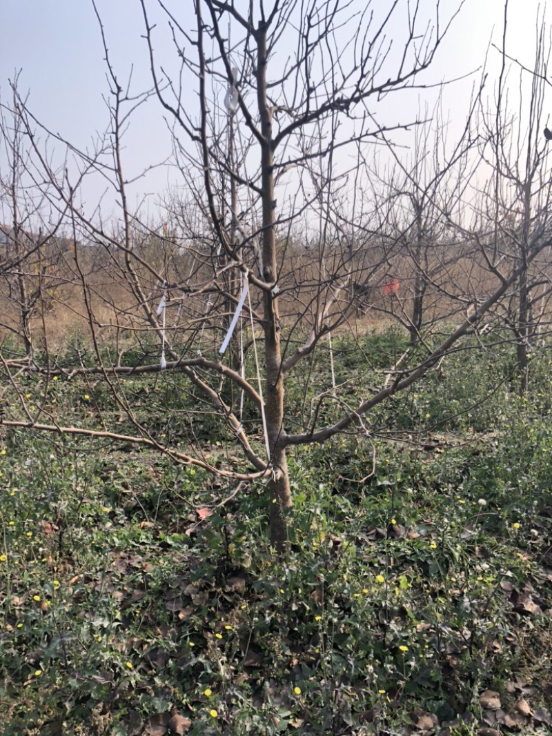 山西运城梨树，梨树基地品种规格10-15公分梨树