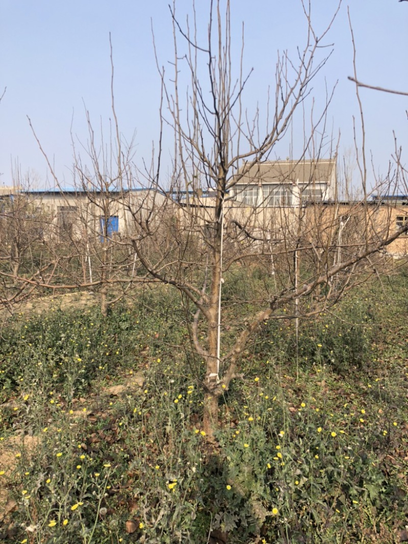 山西运城梨树，梨树基地品种规格10-15公分梨树