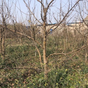 山西运城梨树，梨树基地品种规格10-15公分梨树