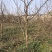 山西运城梨树，梨树基地品种规格10-15公分梨树