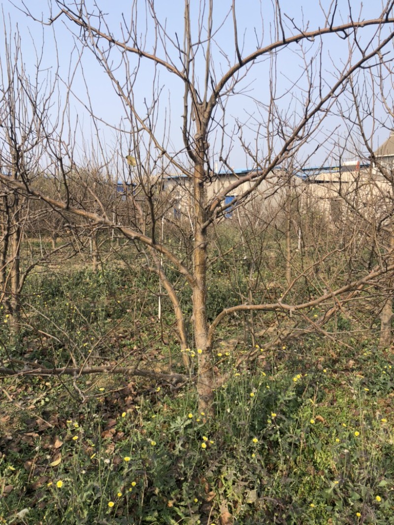 山西运城梨树，梨树基地品种规格10-15公分梨树