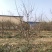 山西运城梨树，梨树基地品种规格10-15公分梨树