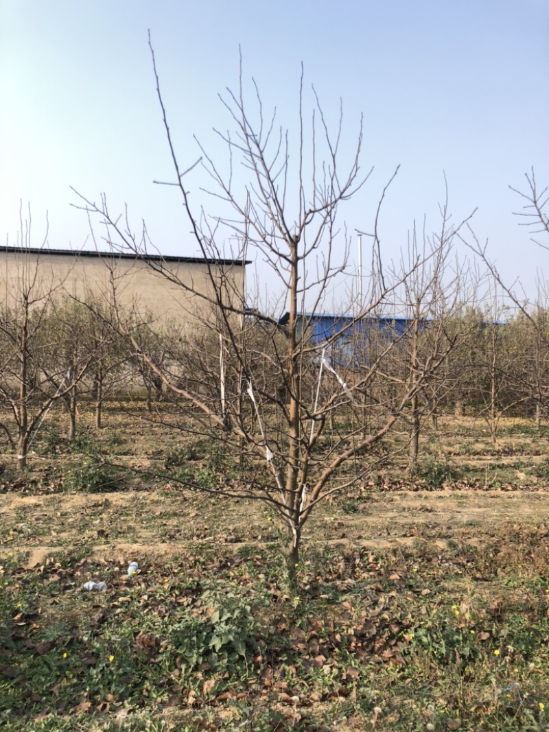 山西运城梨树，梨树基地品种规格10-15公分梨树
