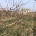 山西运城梨树，梨树基地品种规格10-15公分梨树