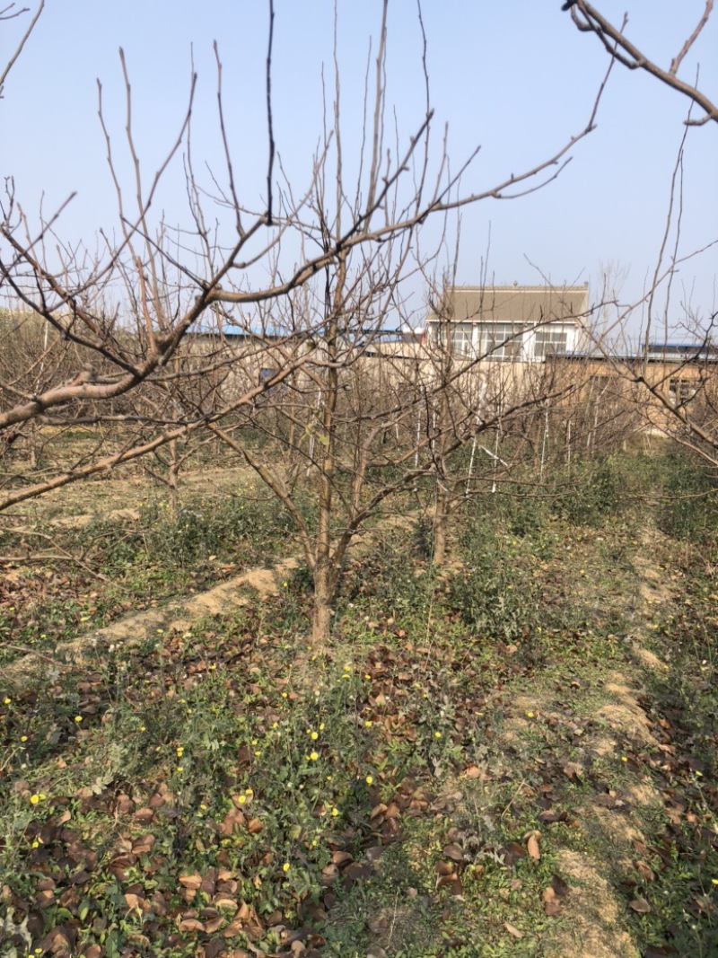 山西运城梨树，梨树基地品种规格10-15公分梨树