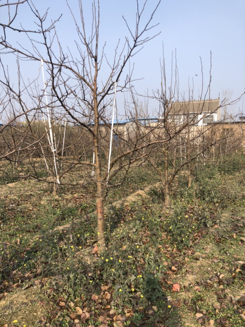 山西运城梨树，梨树基地品种规格10-15公分梨树