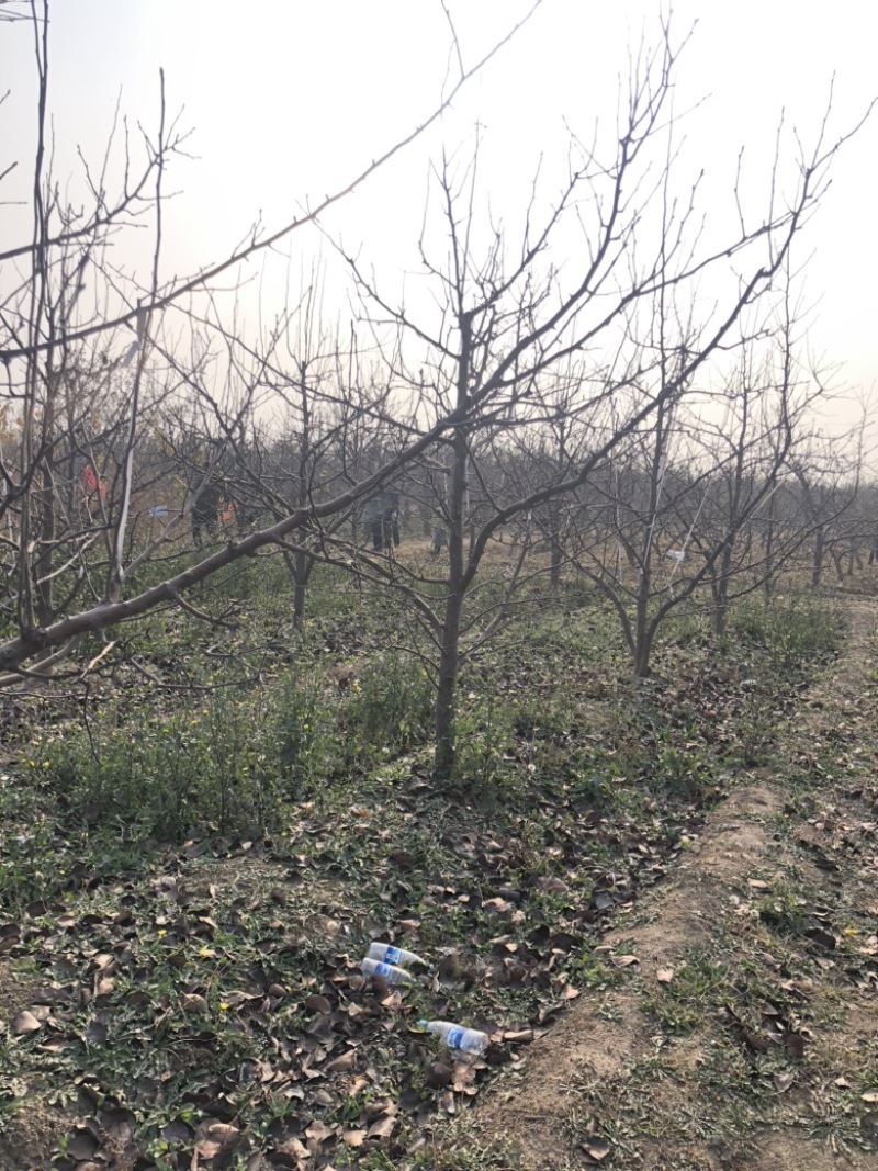 山西运城梨树，梨树基地品种规格10-15公分梨树