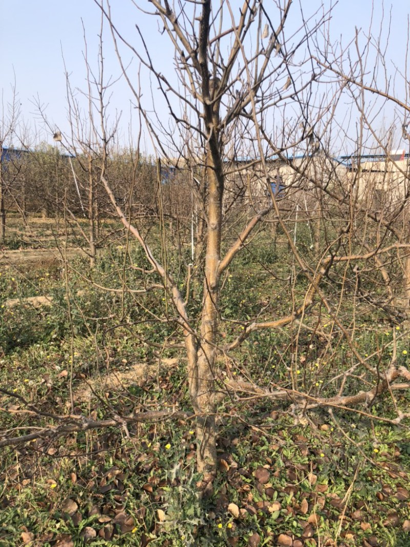 山西运城梨树，梨树基地品种规格10-15公分梨树