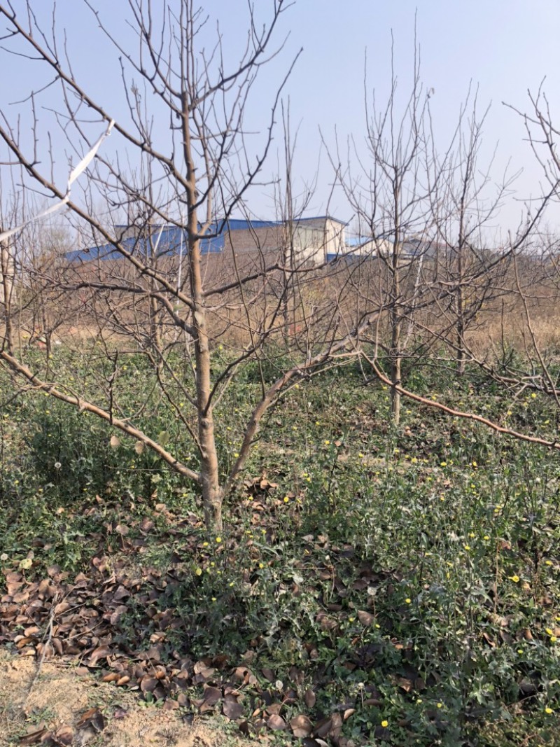 山西运城梨树，梨树基地品种规格10-15公分梨树