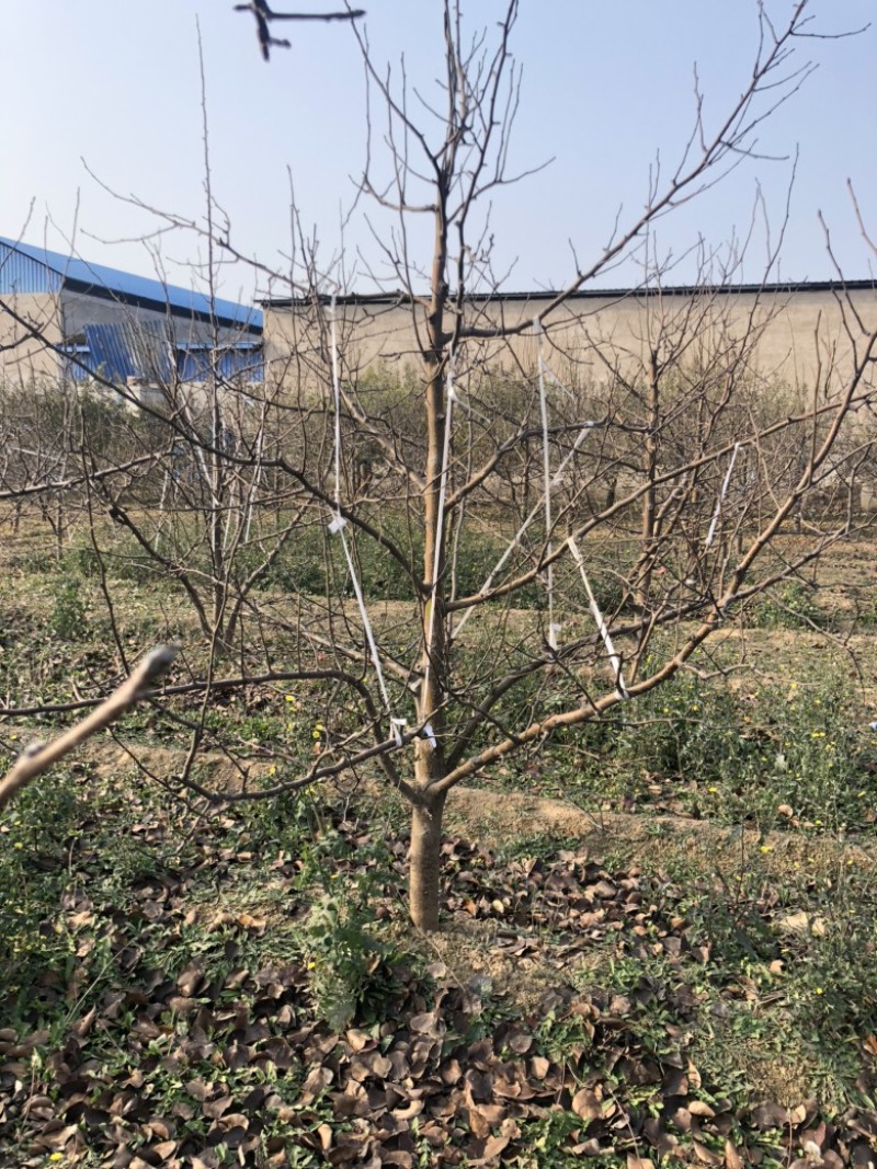 山西运城梨树，梨树基地品种规格10-15公分梨树