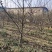 山西运城梨树，梨树基地品种规格10-15公分梨树