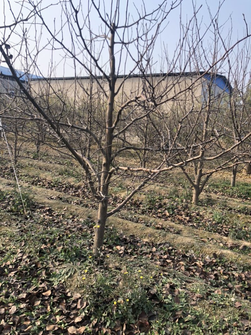 山西运城梨树，梨树基地品种规格10-15公分梨树