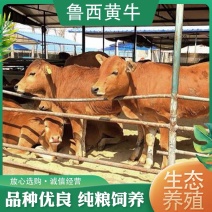 小牛犊肉牛犊黄牛犊改良牛犊鲁西黄牛买十头送一头