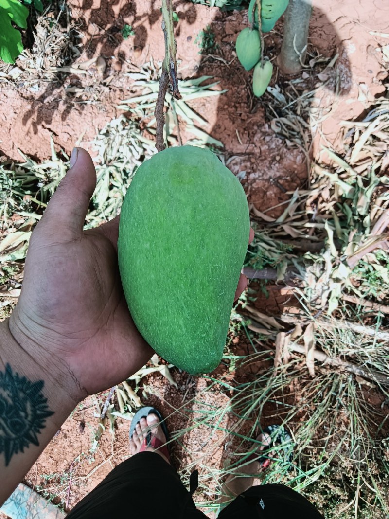 云南芒果台芒煌金芒台农芒凯特海顿各种芒果
