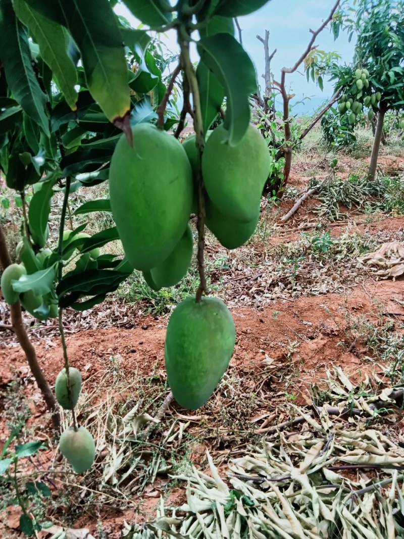 云南芒果台芒煌金芒台农芒凯特海顿各种芒果
