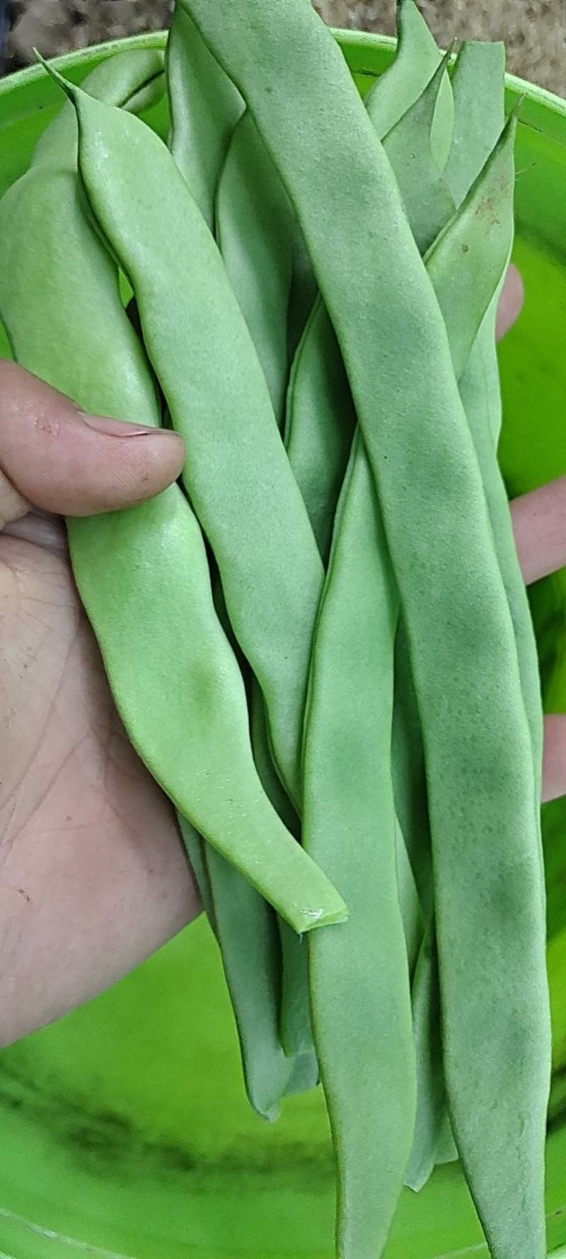供应芸豆，大扁，扁青，赶集货，另可预约收货