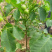 山西核桃苗，薄皮核桃苗，8-15公分核桃树