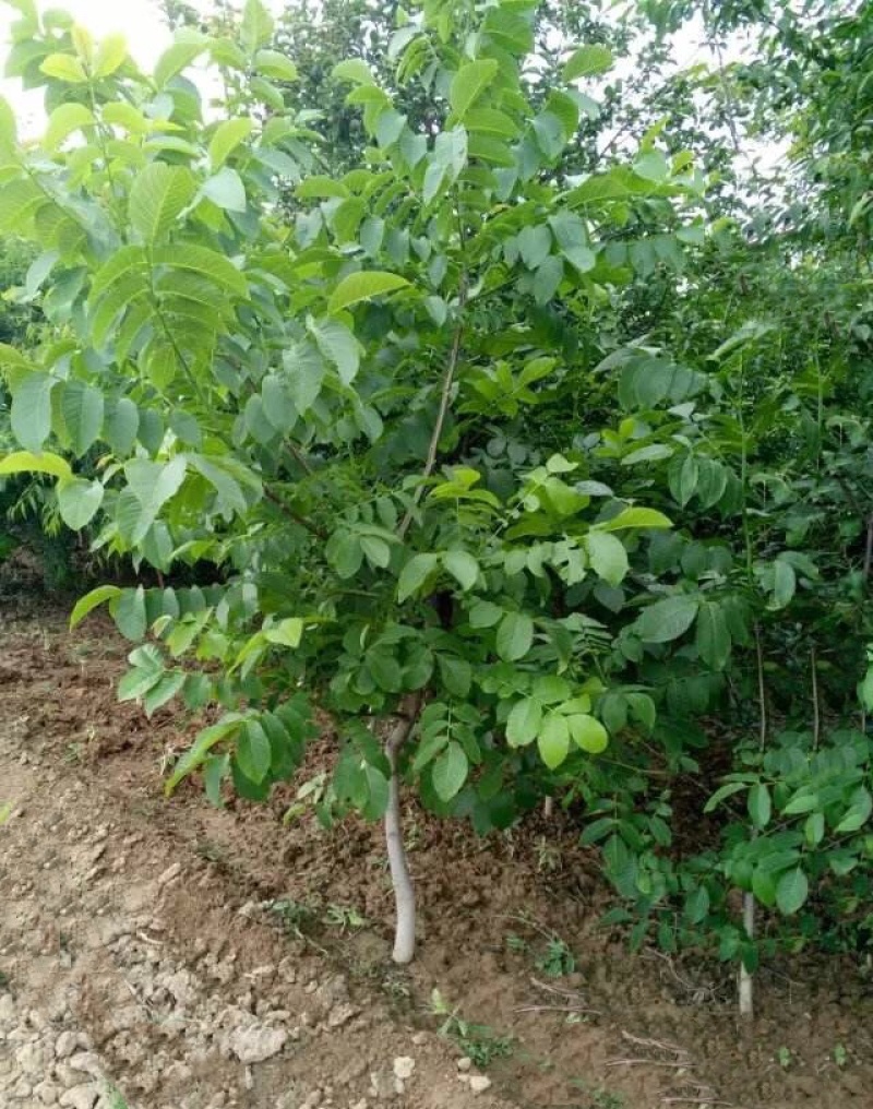 山西核桃苗，薄皮核桃苗，8-15公分核桃树