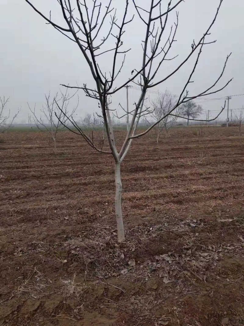 山西核桃苗，薄皮核桃苗，8-15公分核桃树