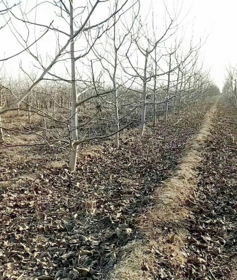 山西核桃苗，薄皮核桃苗，8-15公分核桃树