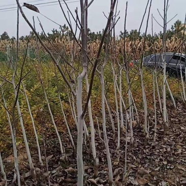 山西核桃苗，薄皮核桃苗，8-15公分核桃树