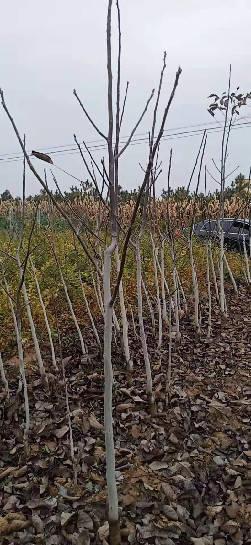 山西核桃苗，薄皮核桃苗，8-15公分核桃树