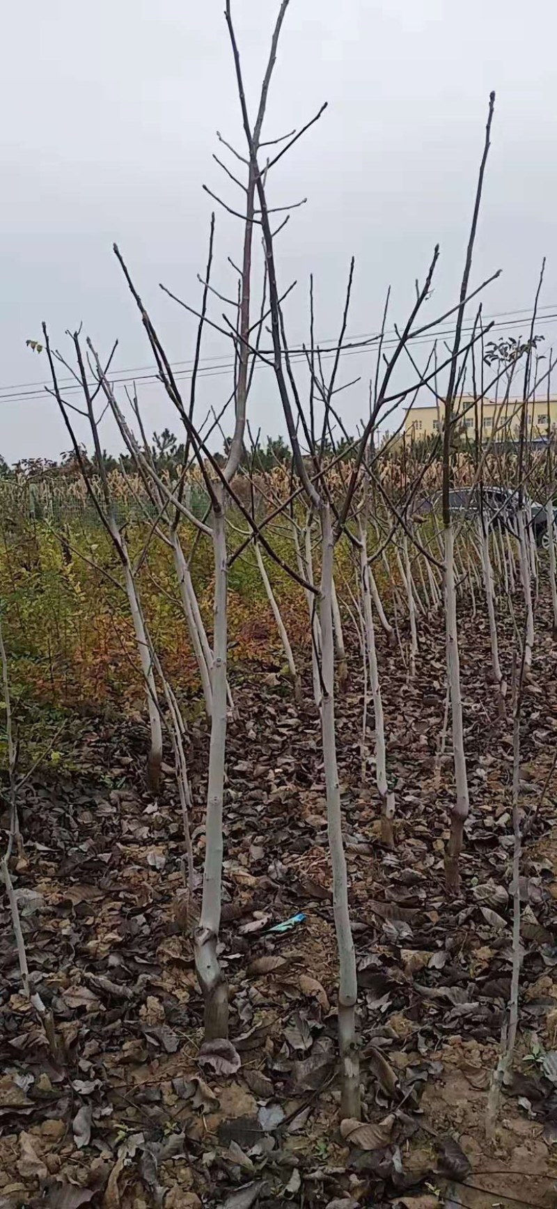 山西核桃苗，薄皮核桃苗，8-15公分核桃树