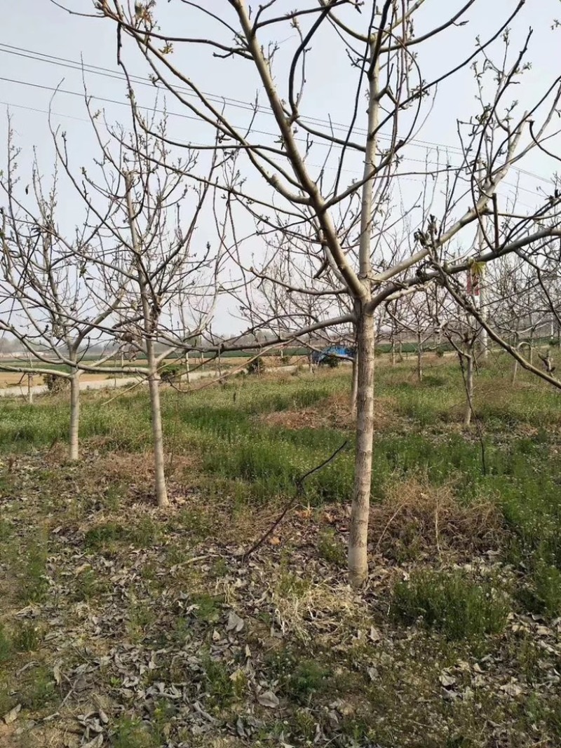 山西核桃苗，薄皮核桃苗，8-15公分核桃树