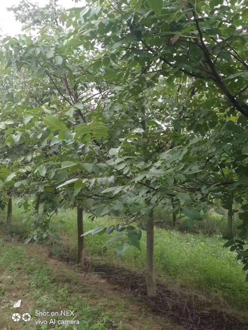 山西核桃苗，薄皮核桃苗，8-15公分核桃树